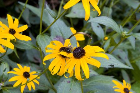 A bumblebee working pollen on a black eyed susan wildflowerの写真素材