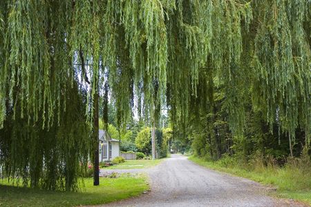 A country road under a large weeping willow treeの写真素材