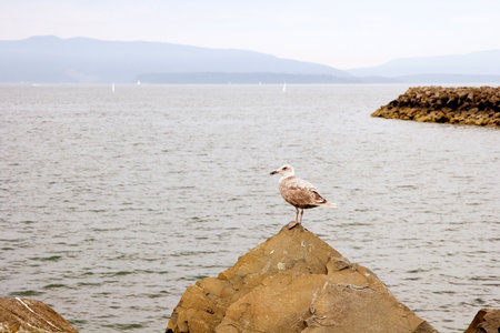 A seagull on a pointed rock by the seaの写真素材