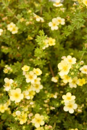 A green hedge covered with small yellow flowersの写真素材