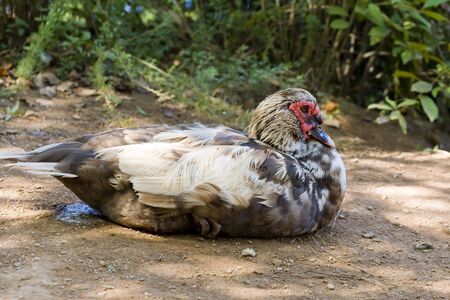 A white and black speckled duck with a red band over eyesの写真素材