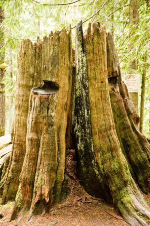 Stump from an ancient broken tree in the forestの写真素材