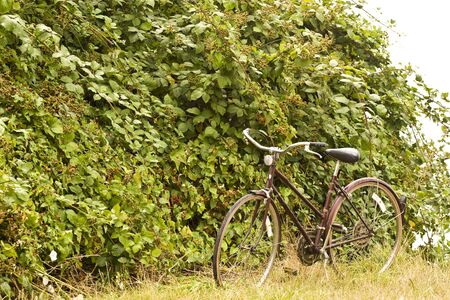 A bicycle leaning against blackberry bush in a field by the seaの写真素材