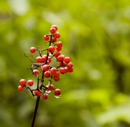 Holly or Pyracantha berries wet with dew on a green backgroundの写真素材