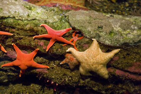 Orange and yellow starfish clinging to rocksの写真素材