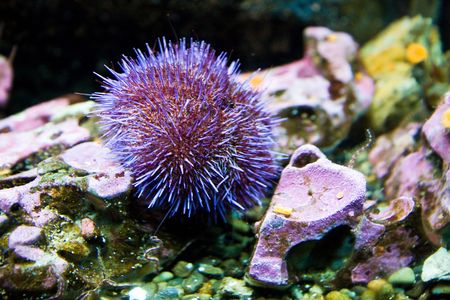 A bright purple sea urchin on the bottom of a tropical aquariumの写真素材