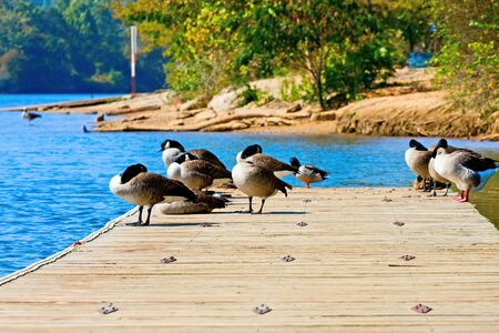 A flock of geese sunning and sleeping on a riverside pierの写真素材