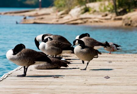 Ducks and geese sleeping on a pier by a riverの写真素材