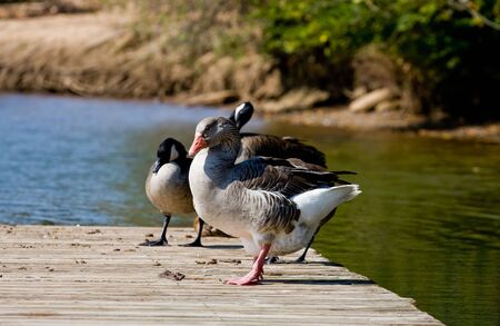 A flock of ducks and geese resting on a riverside pierの写真素材