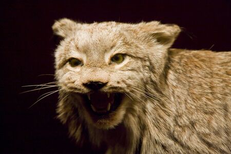 A bobcat or lynx growling against black backgroundの写真素材