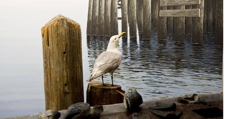 A seagull and fish on a pier by the waterの写真素材