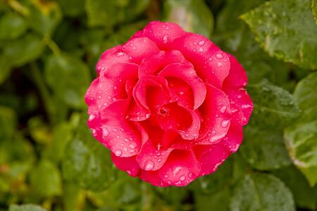A beautiful pink rose blossom covered with rain dropsの写真素材