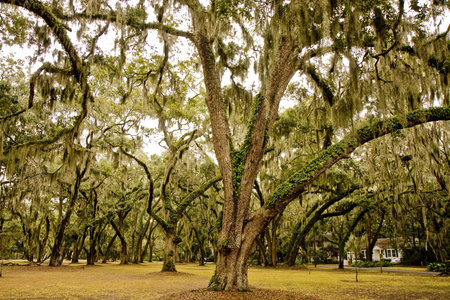 A park covered in old oak trees with hanging spanish moss