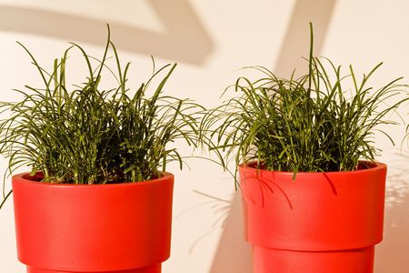 Grass in planters on a cruise shipの写真素材