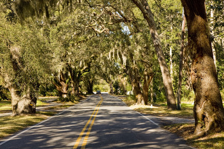 A road cutting through Massive old southern oak trees draped with spanish moss