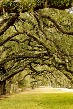 A grassy park overhanging with old southern oaks and spanish mossの写真素材