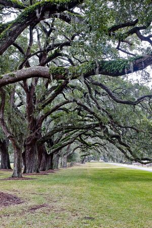 A lane of spanish moss covered old oak trees down a green lawn under grey skiesの写真素材