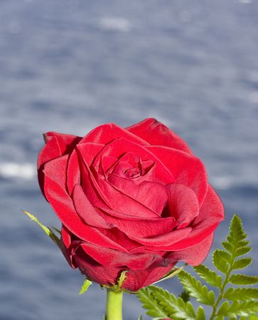 A red rose against a background of blue waterの写真素材
