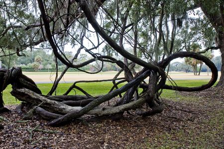 The twisted roots and vines of an old oak treeの写真素材