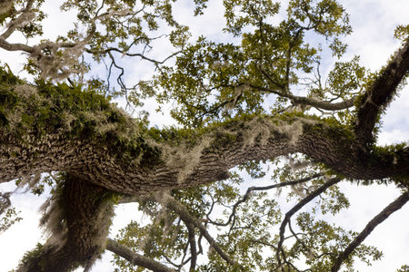 An old oak tree limb covered with vines and spanish moss