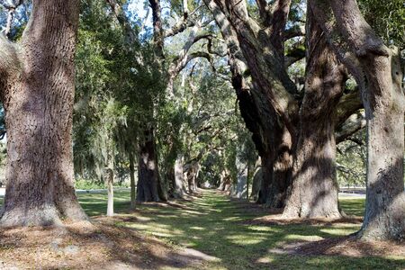 An avenue of oak trees covered with spanish  moss over grass with sun through the leavesの写真素材