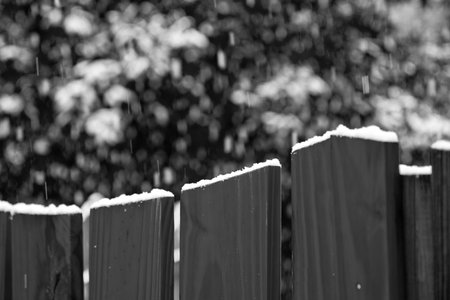 Snow on a board fence with evergreens in the background in black and whiteの写真素材
