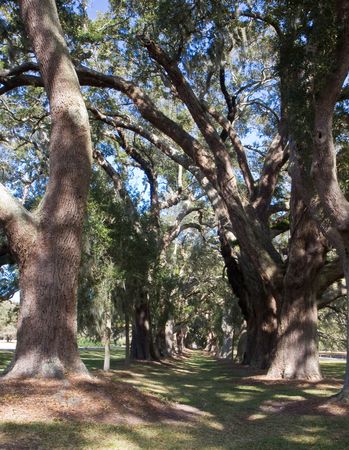 Massive old southern oak trees draped with spanish mossの写真素材
