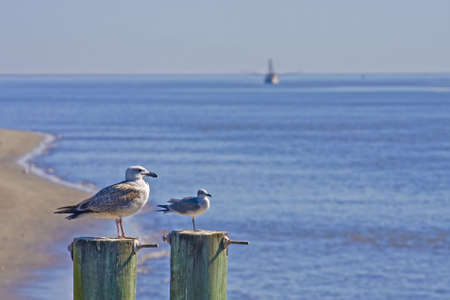 Seagulls on two posts with a shrimp boat in the backgroundの写真素材