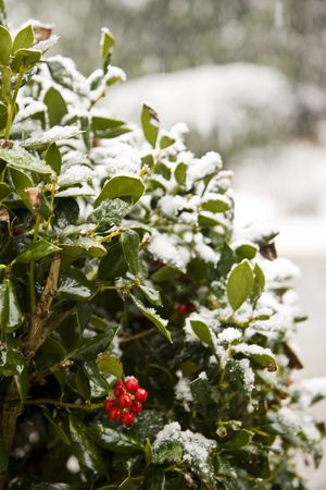 A green holly bush in the snow with red berriesの写真素材