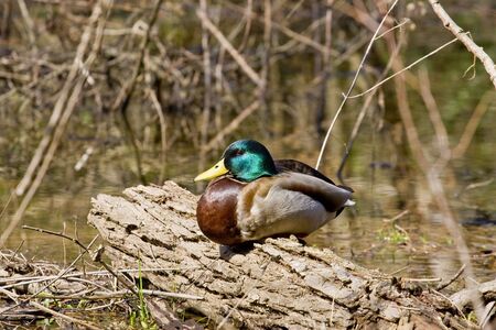 A colorful male mallard duck sitting on a logの写真素材