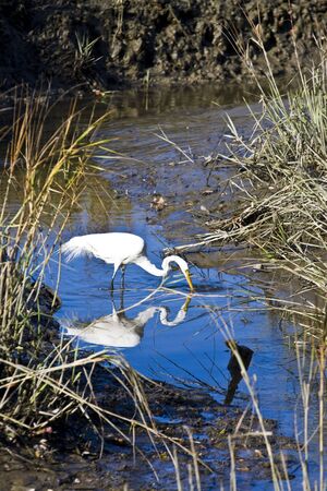 A white egret in a wetlands marshの写真素材