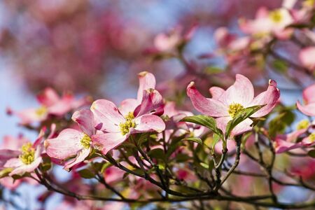Pink dogwood blooms against a blue skyの写真素材