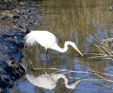 A white egret in a wetlands marshの写真素材