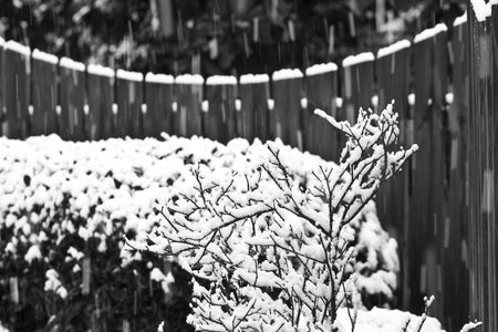 Snow falling in the winter on a fence and trees