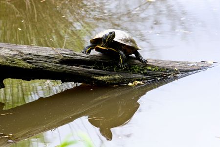 Turtles resting in the sun in wetland marsh or pondの写真素材