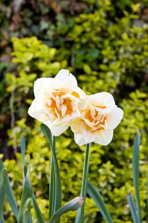 Two yellow lillies against a background of greenの写真素材