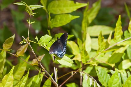 A black and blue butterfly on a green bushの写真素材