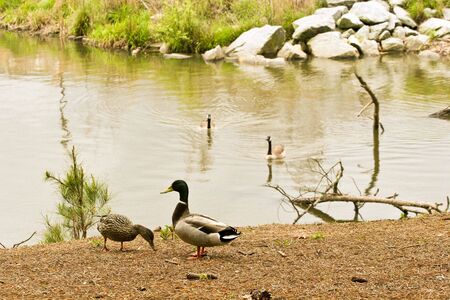 Two ducks on the shore of a lake with two swimming nearbyの写真素材