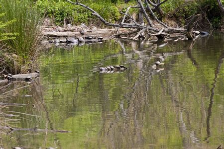 Turtles resting in the sun in wetland marsh or pondの写真素材