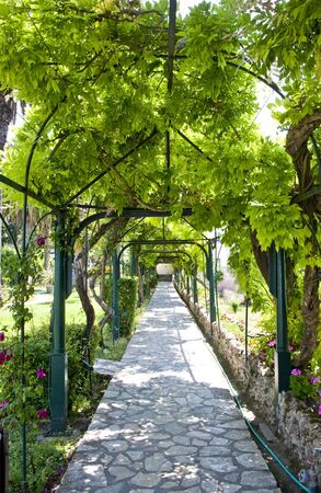 A walkway under a grape arbor in Greeceの写真素材