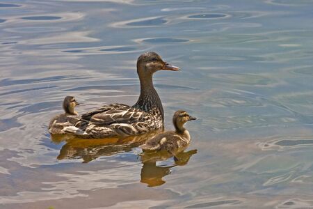 A female mallard duck with babies swimming in a lakeの写真素材