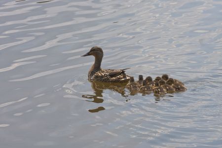 A female mallard duck with babies swimming in a lakeの写真素材