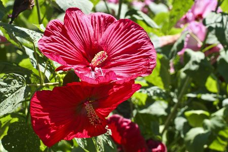 Beautiful  hibiscus flowers in a green gardenの写真素材