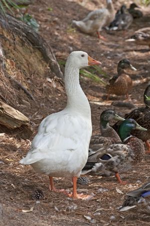 A white goose with young ducklings in a forest settingの写真素材