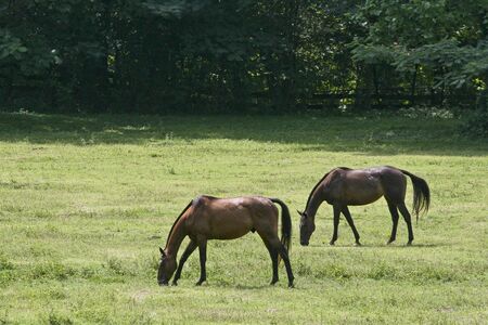 Two horses in a green pasture grazing on the grassの写真素材
