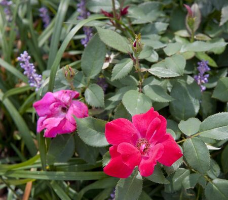 Two pink roses in a spring gardenの写真素材