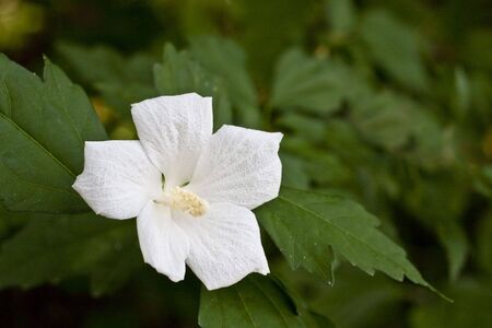 Beautiful wildflowers found in the forestの写真素材