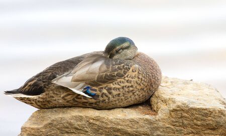 A duck sleeping on a rock by a lakeの写真素材