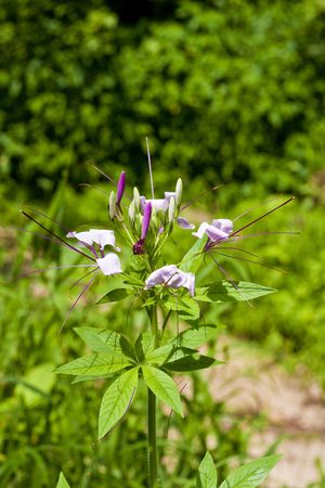 Beautiful wildflowers found in the forestの写真素材