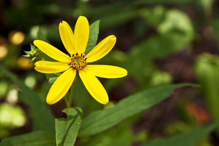 Beautiful wildflowers found in the forestの写真素材